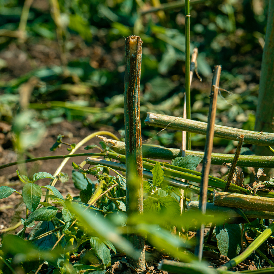 Hanf Pflanze nach der Ernte