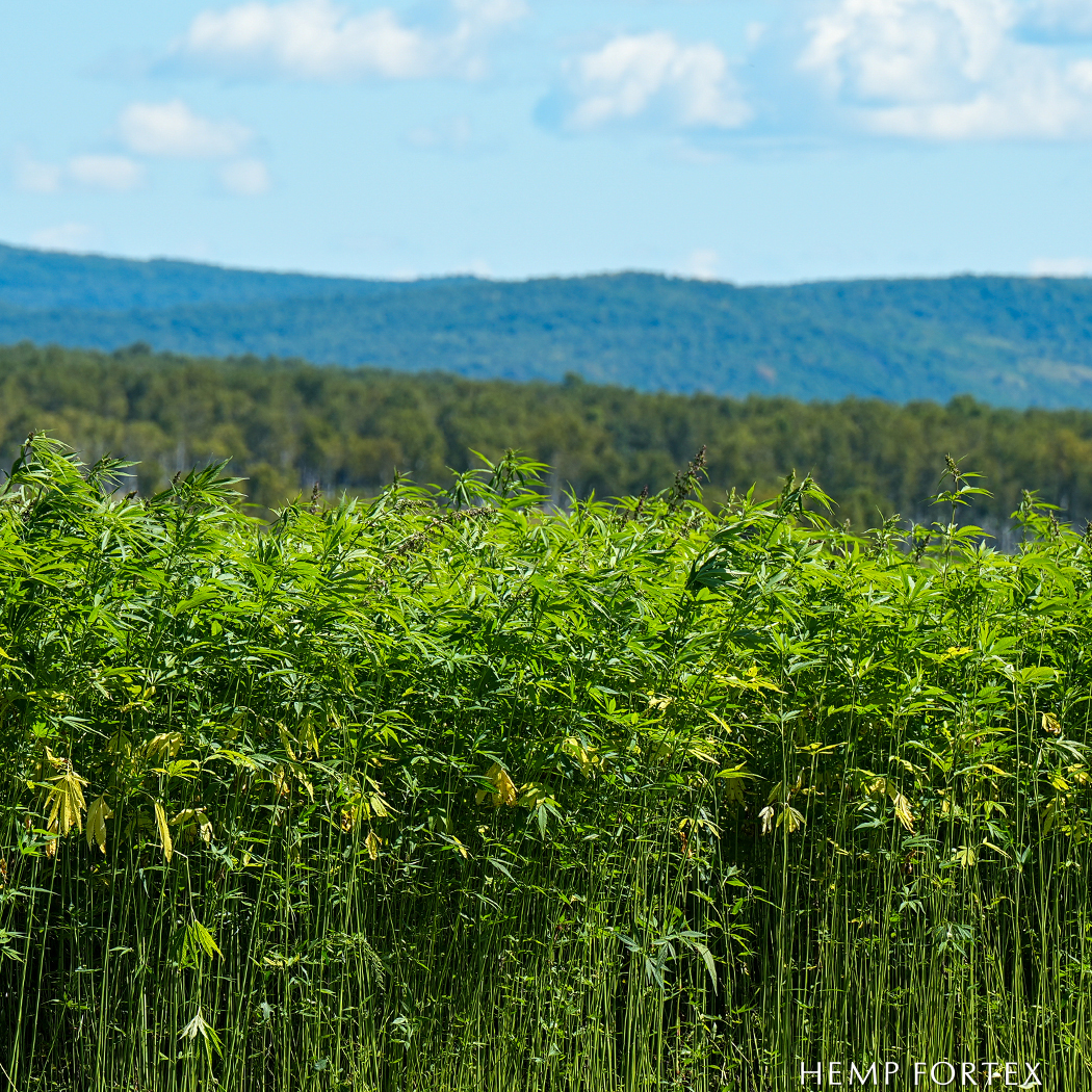 Hanffeld in Shandong